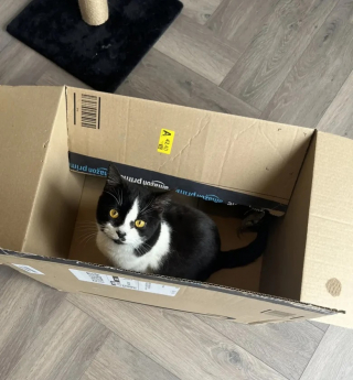 Illustration de l'article : Roi des farces, ce chat surprend sa famille d’accueil par sa créativité en matière de bêtises