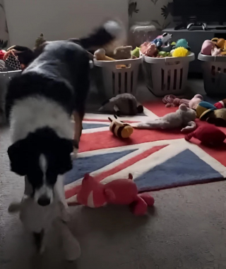 Illustration de l'article : Ce chien a une excellente mémoire et connaît par cœur les noms de ses 231 jouets (vidéo)