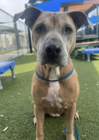 Illustration de l'article : Le destin inattendu de Baby Girl, une pitbull &acirc;g&eacute;e abandonn&eacute;e puis adopt&eacute;e par sa m&egrave;re d&rsquo;accueil