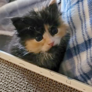 Illustration de l'article : En sauvant un chaton, ce facteur ne s’attendait pas apprendre une nouvelle présageant un grand changement de vie