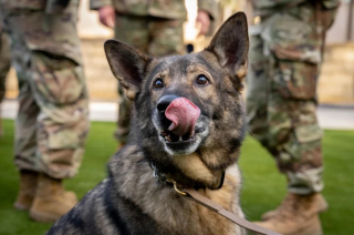 Illustration de l'article : Liés par leur carrière militaire commune, une femme et un Berger Allemand se retrouvent après plusieurs années de séparation