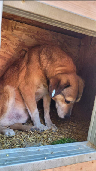 Illustration de l'article : Après 8 ans à attendre qu’on lui tende la main, un chien réalise son vœu le plus cher
