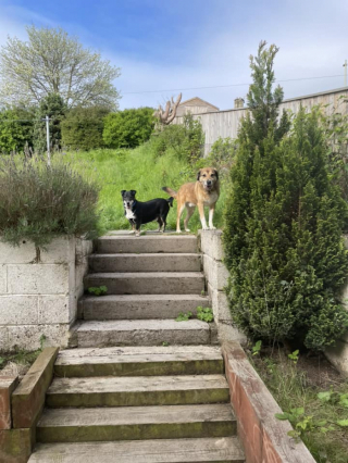 Illustration de l'article : Après 8 ans à attendre qu’on lui tende la main, un chien réalise son vœu le plus cher