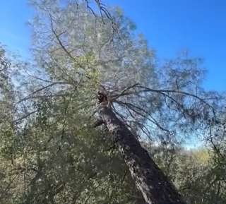 Illustration de l'article : Après de longues recherches, un homme lève la tête et repère son berger Allemand dans un arbre, à plus de 7 mètres du sol (vidéo)