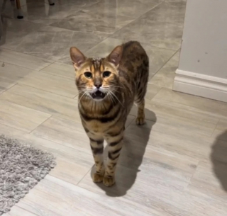 Illustration de l'article : Un chat impose ses règles dans la maison de sa maîtresse et lui fait savoir lorsqu’il est l’heure d’aller dormir (vidéo)