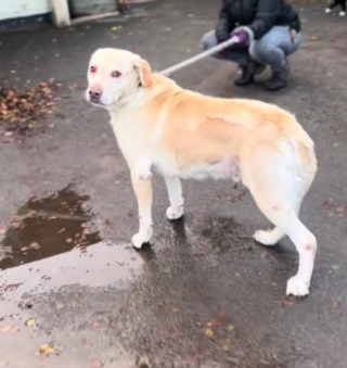 Illustration de l'article : Les adieux déchirants d’un Labrador à ses anciens propriétaires alors qu’il vient d’être déposé au refuge (vidéo)