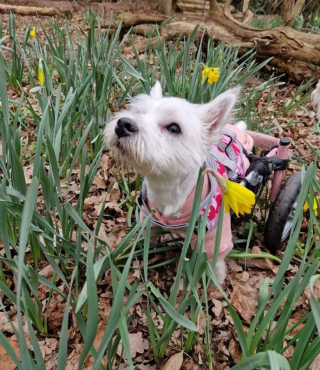 Illustration de l'article : Félicitée pour son engagement auprès des chiens en situation de handicap, une femme doit refuser le prix gagné pour cause de discrimination