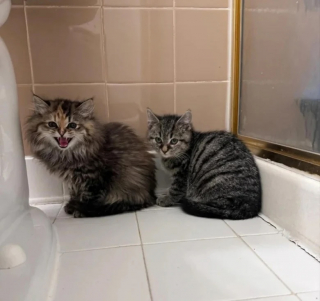 Illustration de l'article : Arrivés en toute discrétion dans un refuge, 2 chatons découvrent la vie en famille avec une certaine appréhension