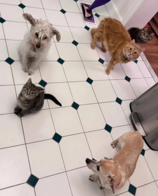 Illustration de l'article : Arrivés en toute discrétion dans un refuge, 2 chatons découvrent la vie en famille avec une certaine appréhension