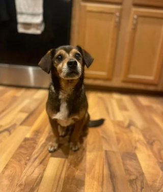 Illustration de l'article : Une mère de famille vient au secours d’un chien abandonné sous ses yeux sur une aire d’autoroute