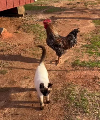 Illustration de l'article : Une vidéo insolite montrant des chats en train de guider des moutons vers leur pré fascine les internautes