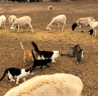 Illustration de l'article : Une vidéo insolite montrant des chats en train de guider des moutons vers leur pré fascine les internautes