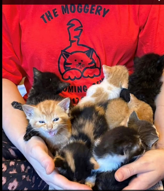 Illustration de l'article : Outrés par la découverte de 26 chatons devant les locaux du refuge, des bénévoles tirent la sonnette d’alarme