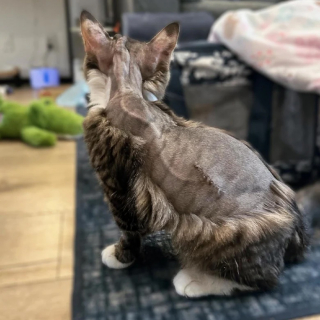 Illustration de l'article : Une chatte gravement malade obligée de porter un casque de protection subit une intervention risquée pour enfin vivre normalement (vidéo)