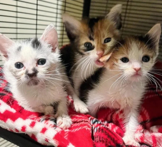 Illustration de l'article : Repérés par un chien dans un jardin, 3 chatons peuvent enfin mettre un terme à leur errance