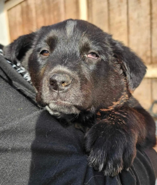 Illustration de l'article : Une femme ayant fait la rencontre d’une chienne abandonnée contacte un refuge puis revient sur sa décision 