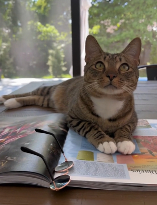 Illustration de l'article : Ce chat ramène systématiquement son plaid sur le canapé lors des soirées cinéma prévues par ses propriétaires (vidéo)