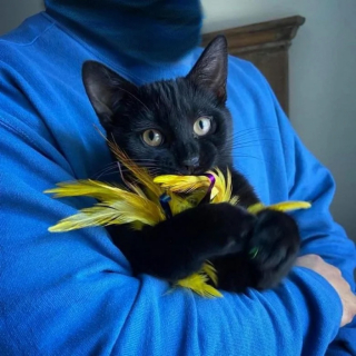 Illustration de l'article : Un jeune chaton retrouvé dans la rue tient à remercier la femme qui l'a accueilli en lui offrant de nombreux cadeaux