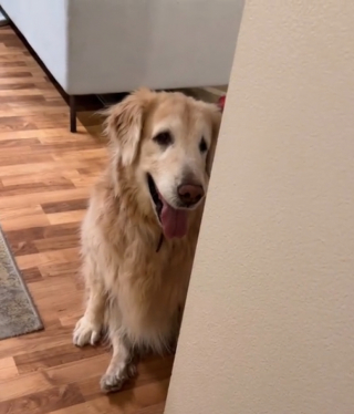 Illustration de l'article : Les propriétaires d’une Golden Retriever de 9 ans avec un diagnostic de démence lui témoignent son amour en poursuivant le même quotidien (vidéo)