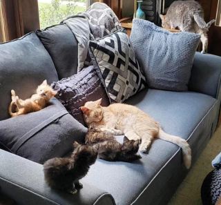 Illustration de l'article : Nés dans des conditions difficiles, 4 chatons font leur entrée dans le monde grâce à une mère d’accueil et des animaux attentionnés