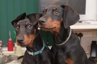 Illustration de l'article : Touché par le parvovirus, un chiot provoque l’inquiétude de sa maîtresse et des équipes soignantes