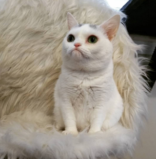 Illustration de l'article : Attendrie par la moue boudeuse d’une chatte touchée par le nanisme, une mère d’accueil décide de lui faire la plus belle des places