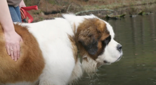 Illustration de l'article : Après avoir vu le profil d’un Saint-Bernard sur les réseaux sociaux, une famille décide de franchir les 1900 kilomètres qui les séparent (vidéo)