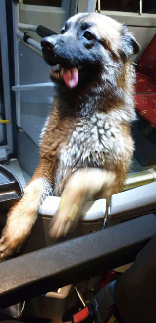 Illustration de l'article : Un chauffeur de bus accueille un chien perdu à bord de son bus et fait tout pour l’amener à bon port