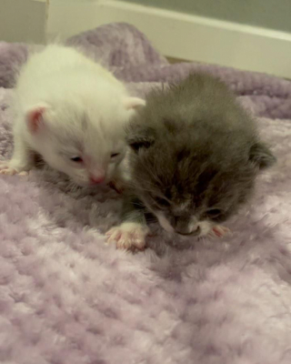 Illustration de l'article : Seuls survivants de leur portée, deux chatons restent soudés et complices après leur sauvetage