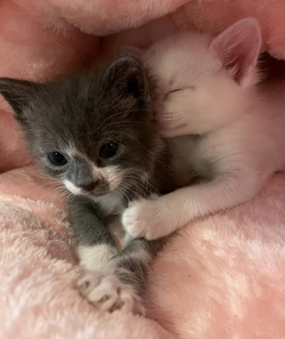 Illustration de l'article : Seuls survivants de leur portée, deux chatons restent soudés et complices après leur sauvetage