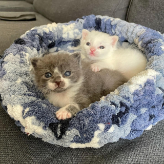 Illustration de l'article : Seuls survivants de leur portée, deux chatons restent soudés et complices après leur sauvetage