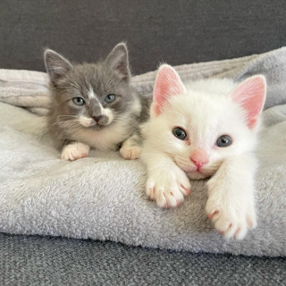 Illustration de l'article : Seuls survivants de leur portée, deux chatons restent soudés et complices après leur sauvetage