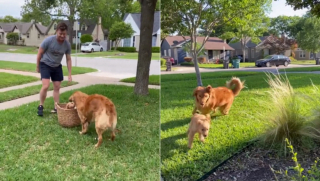 Illustration de l'article : Alors qu’elle s’ennuyait et souffrait de la solitude, le quotidien de cette Golden Retriever s’illumine lorsqu’elle rencontre sa nouvelle petite sœur (vidéo)