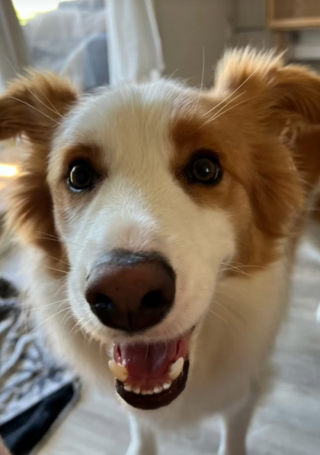 Illustration de l'article : Une Border Collie découvre le nouveau bébé de la famille et fait preuve d’une douceur particulièrement touchante (vidéo)