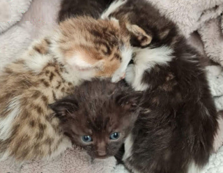 Illustration de l'article : Des bénévoles découvrent avec effarement la présence de 4 très jeunes chatons sur une aire de jeu