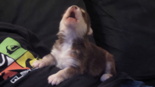 Illustration de l'article : En tentant d’imiter son jeune propriétaire, un adorable chiot entend sa propre voix pour la première fois (vidéo)