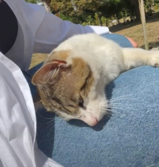 Illustration de l'article : En se recueillant sur la tombe de son père, une jeune femme fait une rencontre aussi tendre qu’inattendue