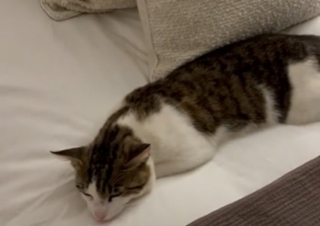 Illustration de l'article : En se recueillant sur la tombe de son père, une jeune femme fait une rencontre aussi tendre qu’inattendue