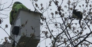 Illustration de l'article : Bloqué dans un arbre depuis plusieurs jours, un chat reçoit l’aide de deux jeunes garçons déterminés
