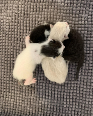Illustration de l'article : Lors d’un sauvetage, des bénévoles doivent faire face à la disparition d’une maman de 3 chatons jeunes et dépendants