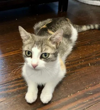 Illustration de l'article : « Phénoménale », une chatte accueille volontiers une portée de chatons dans le besoin alors qu’elle s’occupe déjà de ses propres chatons