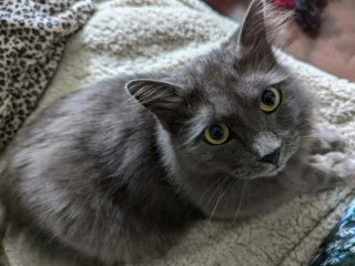 Illustration de l'article : Abandonné par ses propriétaires par la fenêtre d’un véhicule, un chat sénior retrouve de l’espoir grâce à sa nouvelle famille