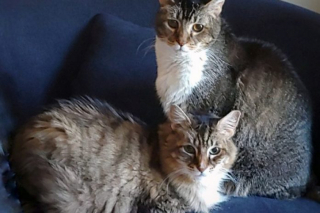 Illustration de l'article : Abandonné par ses propriétaires par la fenêtre d’un véhicule, un chat sénior retrouve de l’espoir grâce à sa nouvelle famille