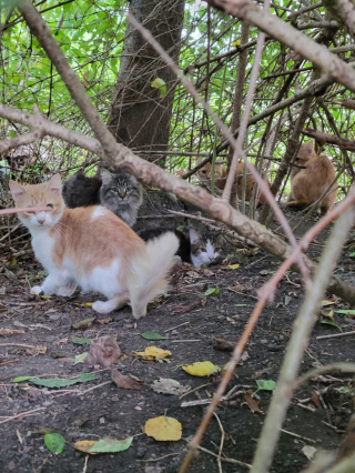 Illustration de l'article : Après une expulsion judiciaire, des bénévoles découvrent la présence de plus de 70 félins dans une maison et à ses abords