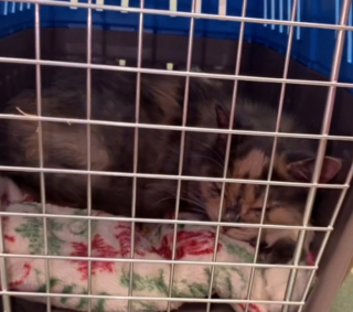 Illustration de l'article : Mise en marge dans son refuge car elle est jugée antipathique, une chatte se métamorphose au contact d’une femme aimante (vidéo)