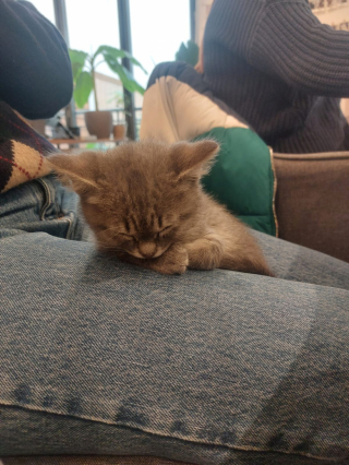 Illustration de l'article : Alors qu’elle détestait les chats, une chienne se laisse surprendre lors de l’arrivée d’un chaton en détresse au sein de son foyer