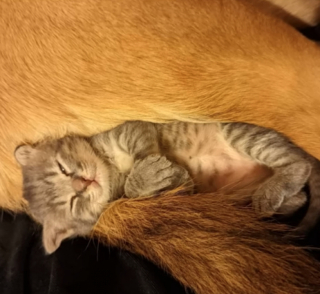 Illustration de l'article : Alors qu’elle détestait les chats, une chienne se laisse surprendre lors de l’arrivée d’un chaton en détresse au sein de son foyer