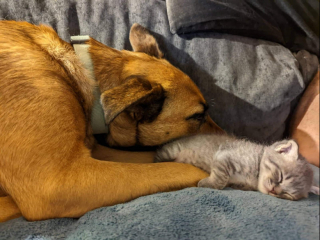 Illustration de l'article : Alors qu’elle détestait les chats, une chienne se laisse surprendre lors de l’arrivée d’un chaton en détresse au sein de son foyer