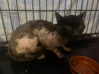 Illustration de l'article : Un chat retrouvé couvert de peinture noire est sauvé par une équipe de bénévoles