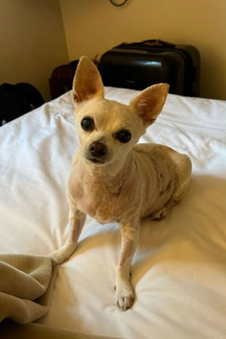 Illustration de l'article : Prête à tout pour sa chienne, une femme se rend sur un autre continent et s’endette de près de 30 000 euros pour lui permettre de vivre